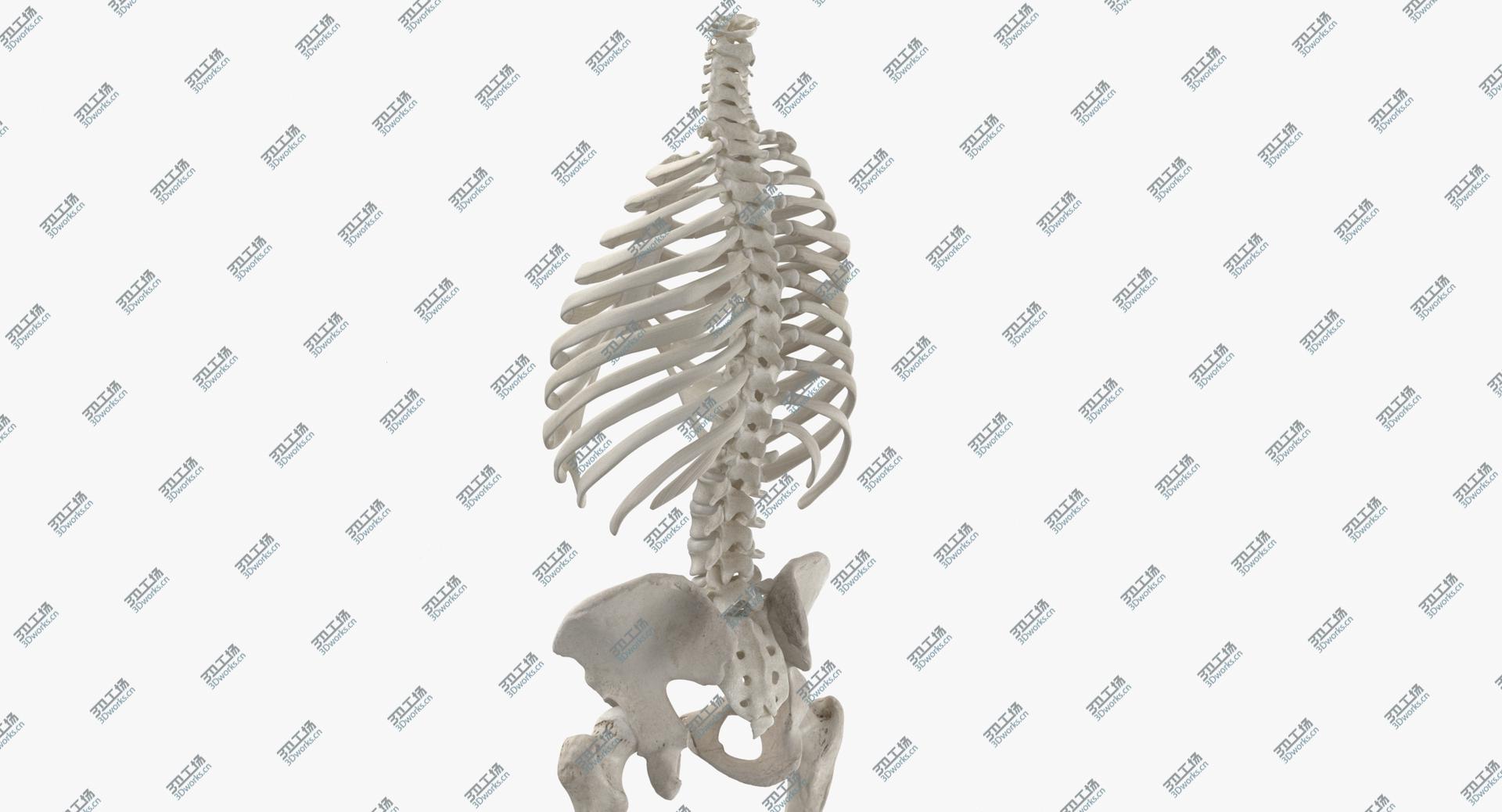 images/goods_img/202104021/3D Real Human Rib Cage Spine Female Pelvis and Leg Bones Anatomy With Intervertibral Disks White 01/3.jpg